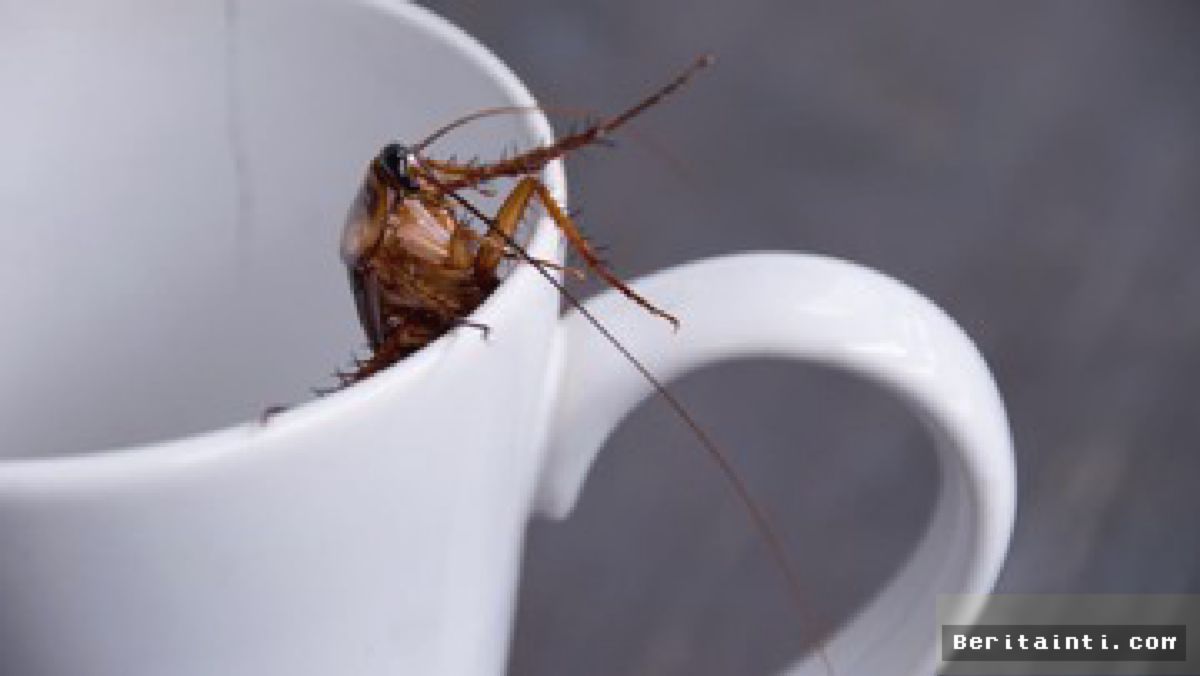 SWISS — Ilmuwan Penemu Susu Kecoa Raih Penghargaan Ig Nobel