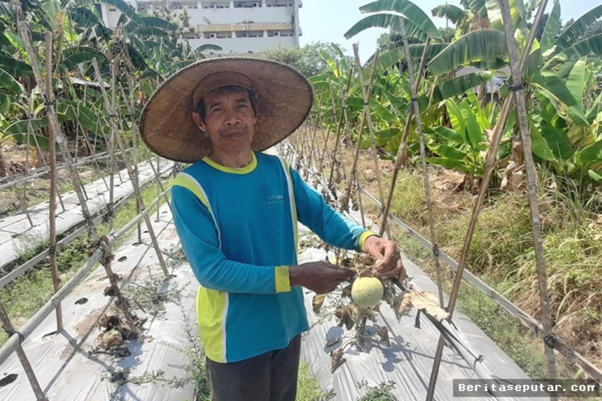 BANTUL — Serangan Kutu Kebul Gagalkan Panen Ribuan Tanaman Melon
