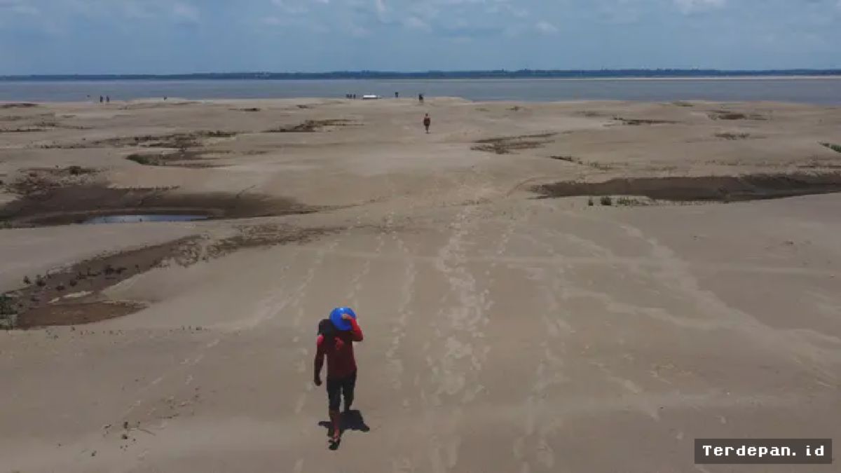 Kekeringan El Nino Landa Wilayah Tepi Sungai Solimoes Brasil