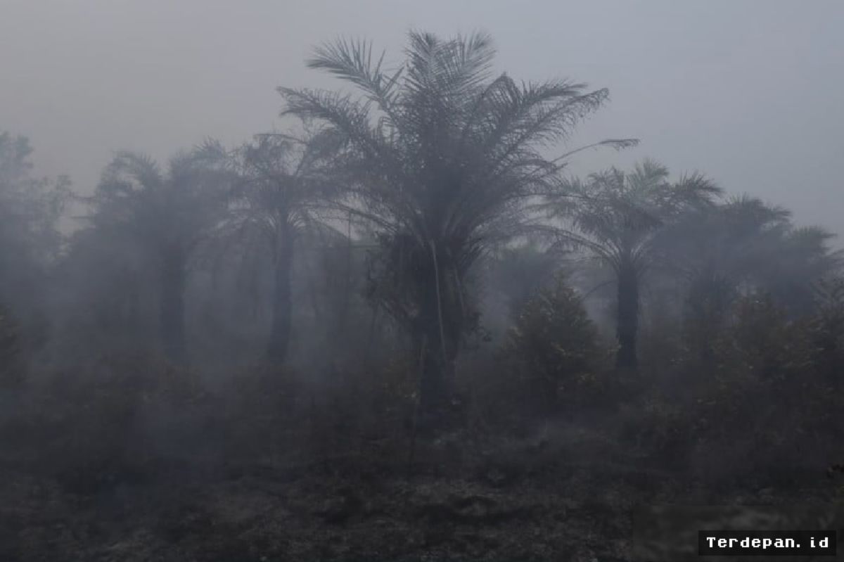 BNPB Tegaskan Tidak Ada Aturan yang Mengizinkan Pembakaran Lahan Gambut