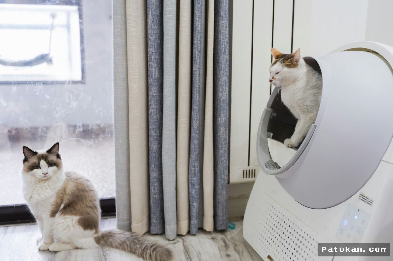JAKARTA — Pakar Beberkan 7 Panduan Lengkap Bagi Pemelihara Kucing Pemula
