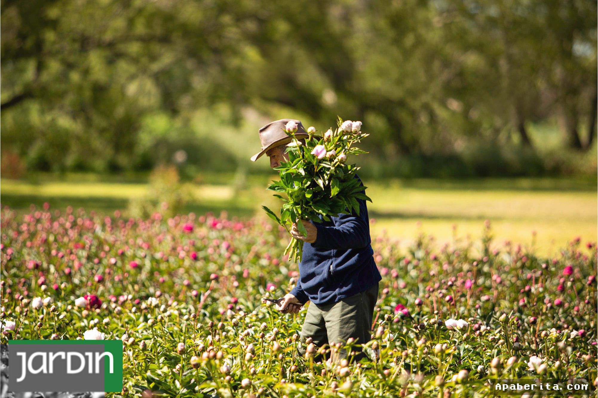 Tandil — Kebun Peony Flowery Hills Sukses Jadi Destinasi Wisata