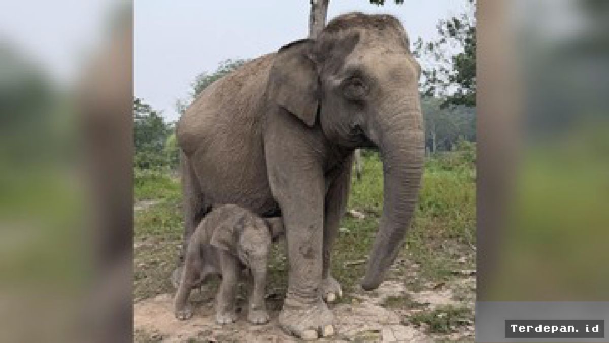 Tesso Nilo Sambut Kelahiran Bayi Gajah Jantan dari Induk Lisa