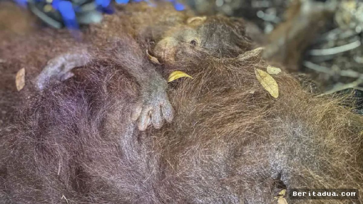 Kotawaringin Timur — Tim Gabungan Evakuasi Induk dan Bayi Orangutan dari Karhutla
