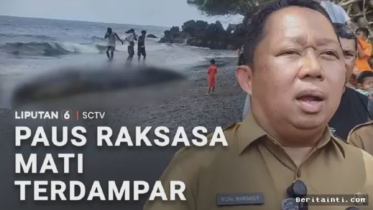 TERNATE — Bangkai Paus Sperma Raksasa Terdampar di Pesisir Pantai