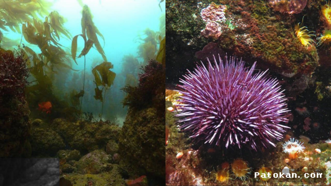 California Berhasil Pulihkan Hutan Kelp Usai Basmi Jutaan Bulu Babi