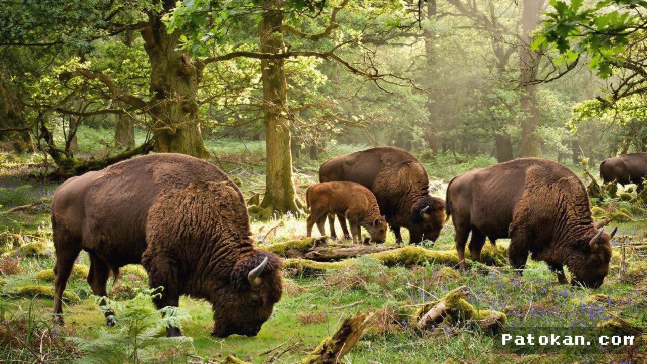 [INGGRIS] — Wisent Liar Kembali Huni Hutan Blean Setelah 6.000 Tahun