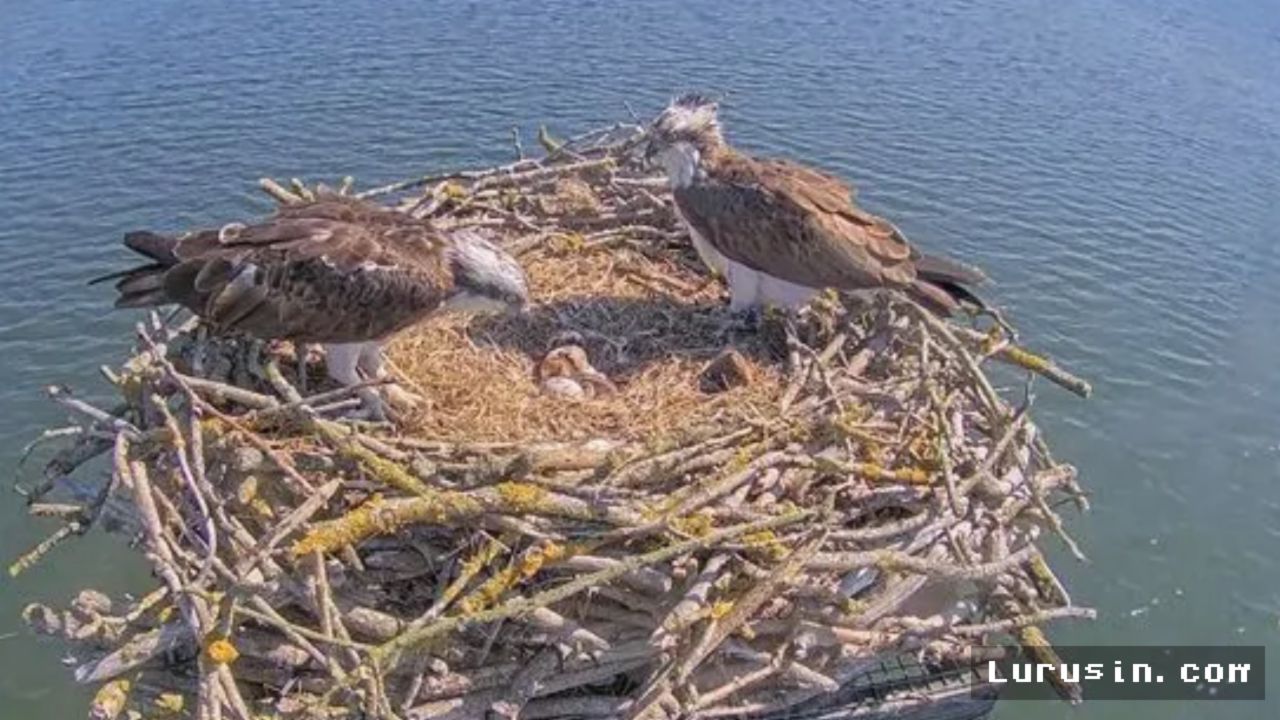 INGGRIS — Populasi Burung Osprey Pulih Usai 150 Tahun Hilang