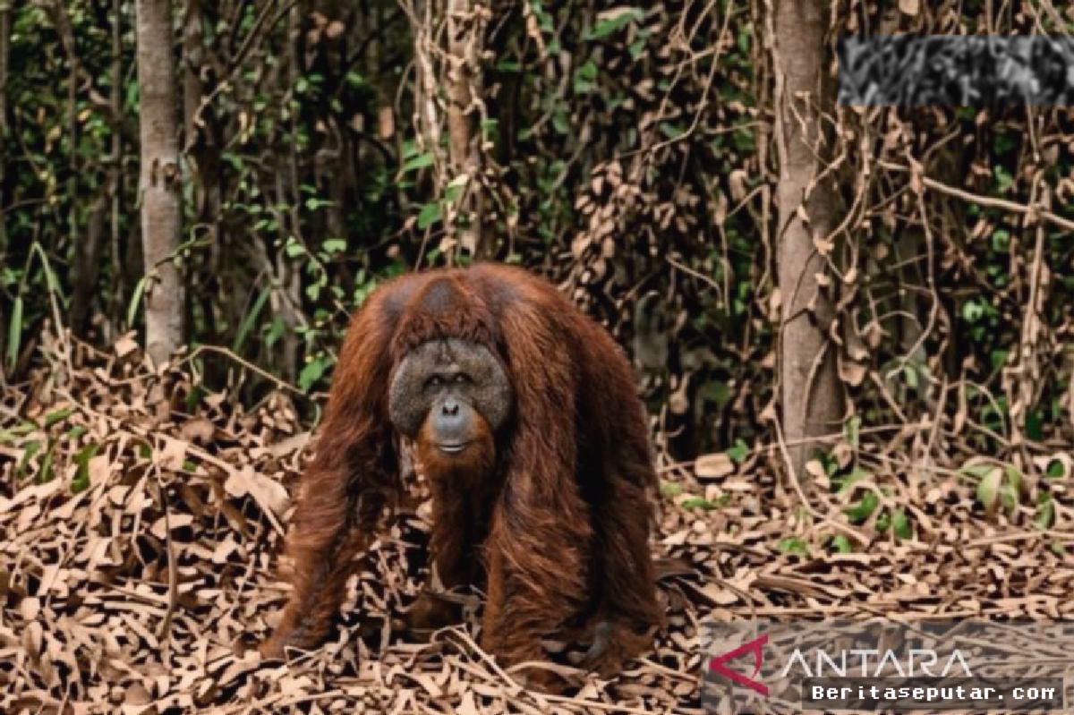 KUTAI TIMUR — BKSDA Evakuasi Orangutan yang Masuk Area Warga