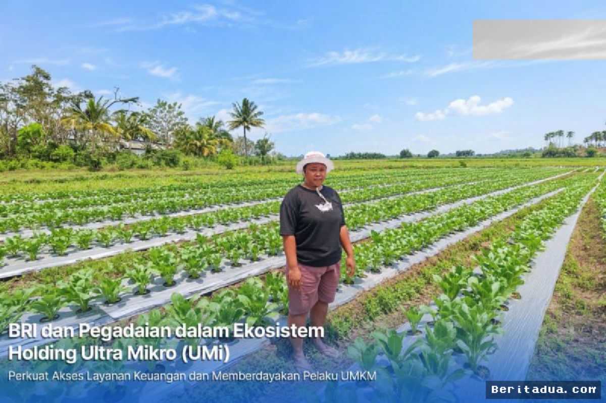 Merauke — Holding Ultra Mikro Pacu Petani Padi Mandiri Finansial