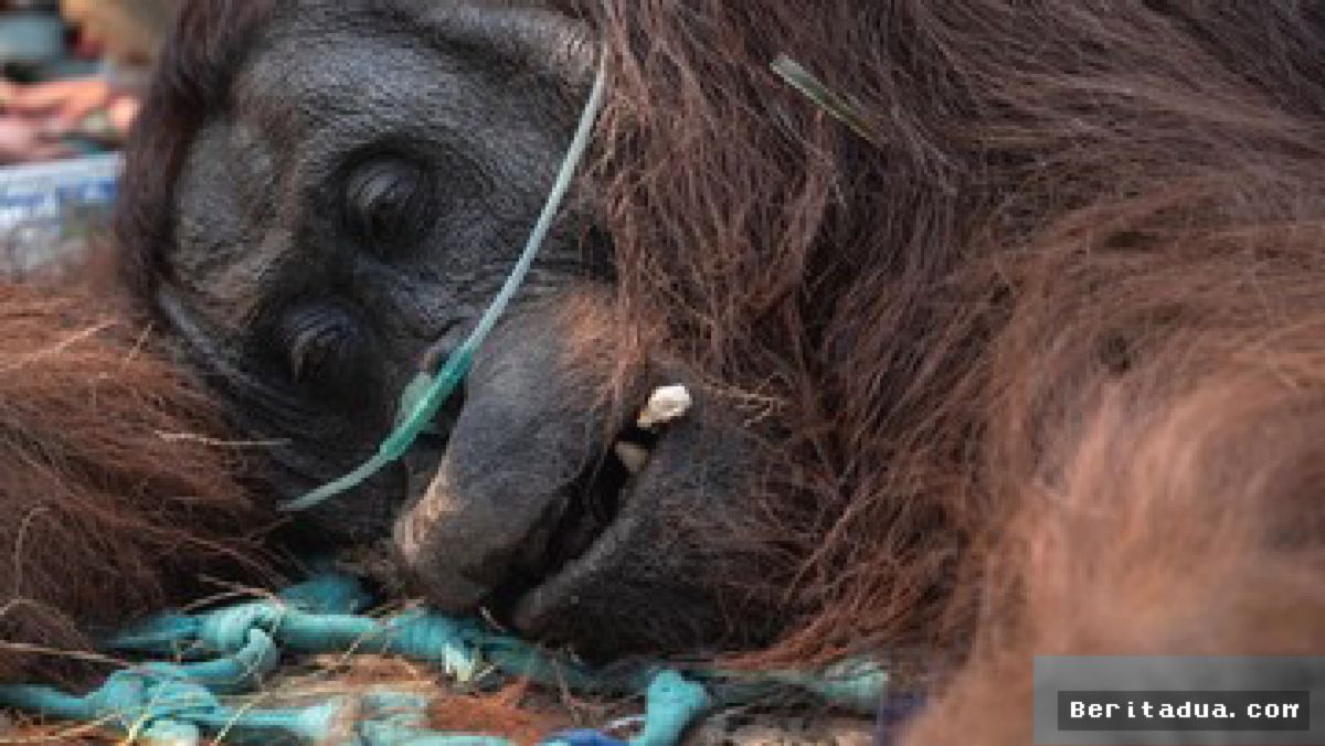 Kabut Asap Karhutla Mengancam Nyawa, Orangutan Berisiko Alami Gagal Paru-Paru