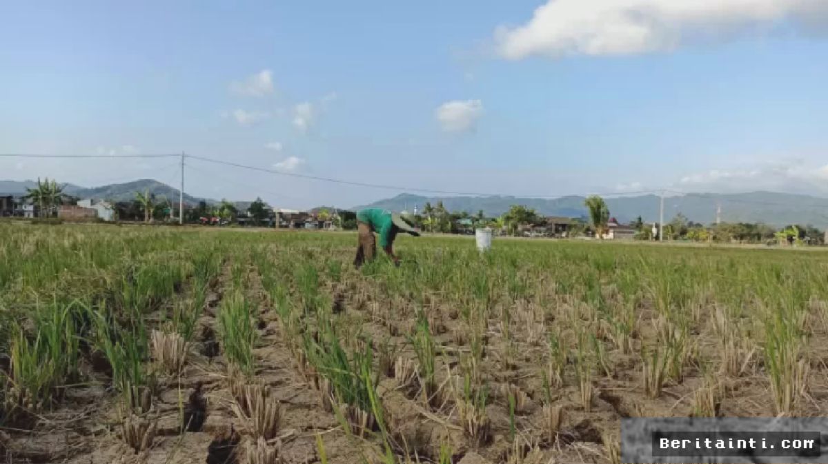 Kementan Siapkan Inovasi Antisipasi Kekeringan 50 Ribu Hektare Sawah