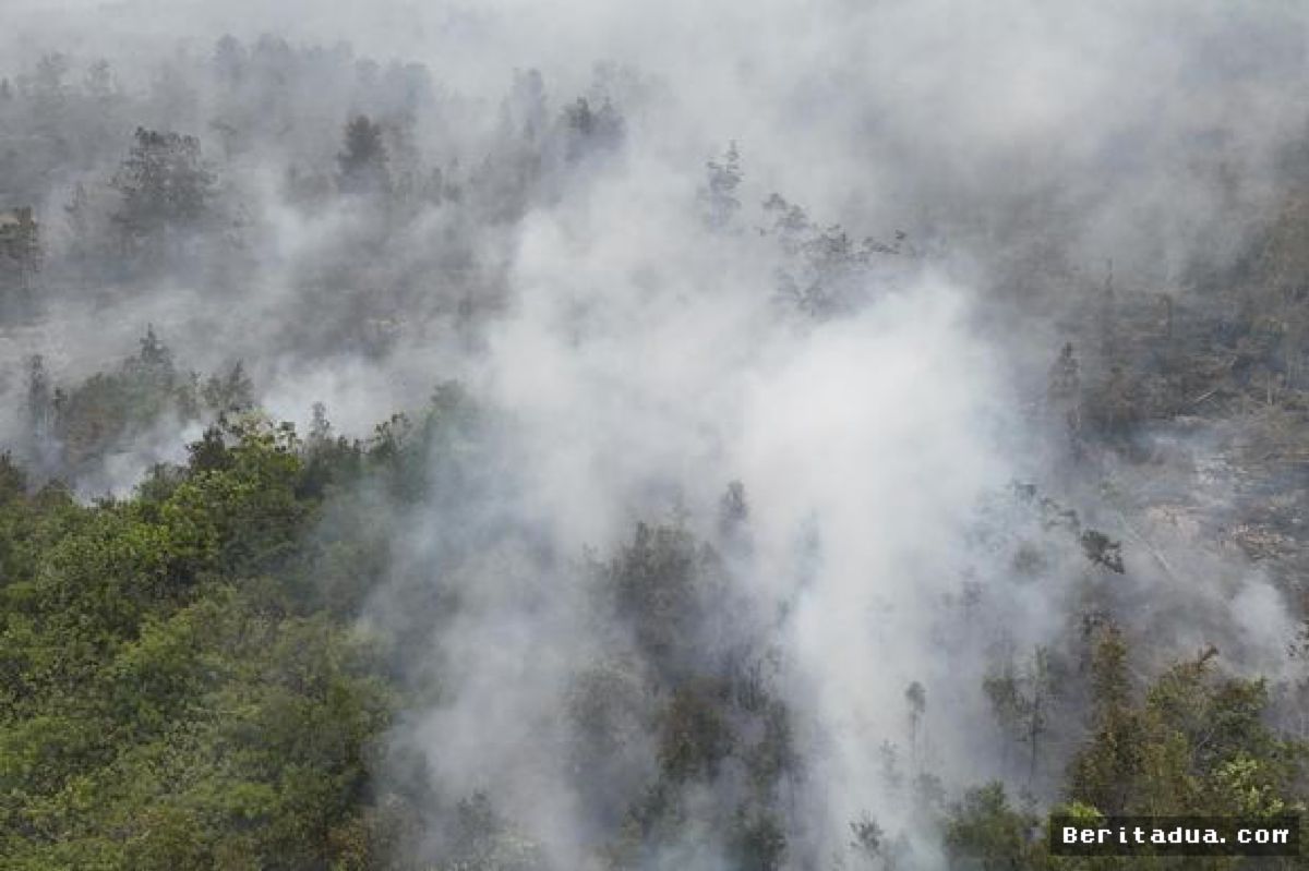 JAKARTA — Ancaman Karhutla Bayangi Kelangsungan Proyek Karbon Kehutanan Indonesia