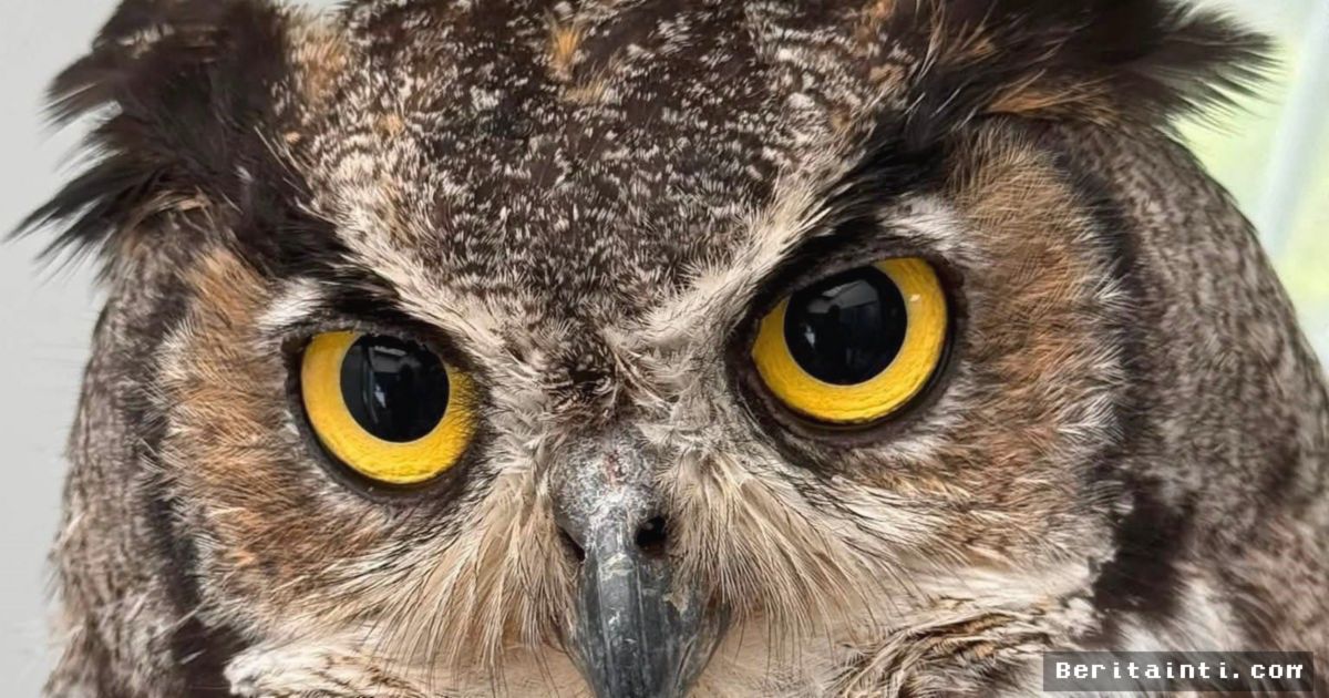 AS — Burung Hantu Terlilit Jaring Berhasil Pulih dan Dilepasliarkan