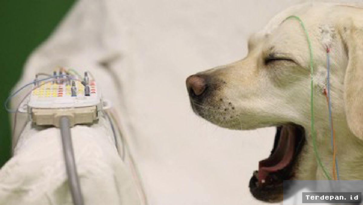 Studi Hungaria Ungkap Otak Anjing Memproses Ucapan Mirip Manusia