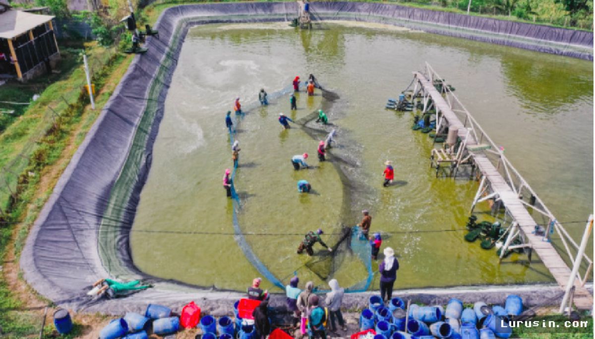 Petambak Lokal Terancam, Udang Impor Ekuador Masuk Pasar Indonesia