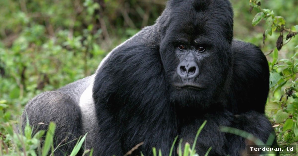 AFRIKA TENGAH — Populasi Gorila Gunung Capai 1.000 Ekor Usai Lewati Kepunahan