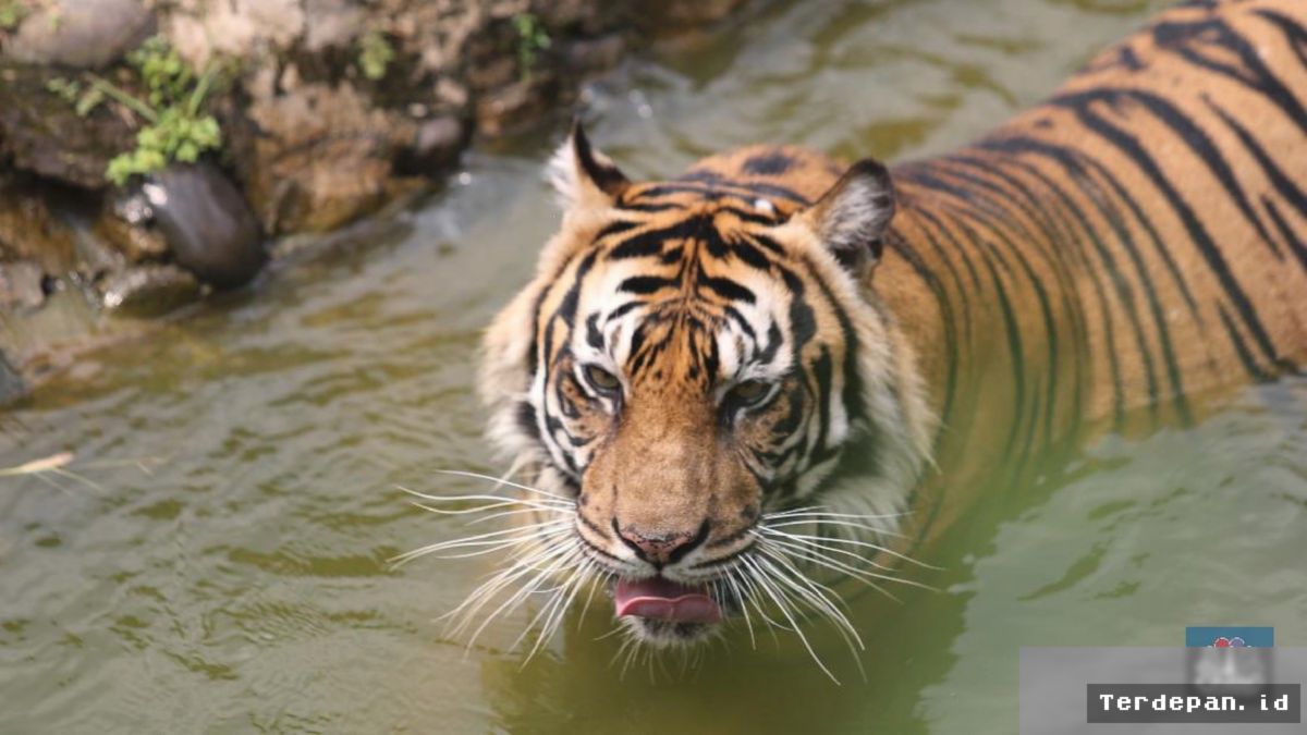 Penelitian Baru D indicios Harimau Jawa Masih Hidup di RI