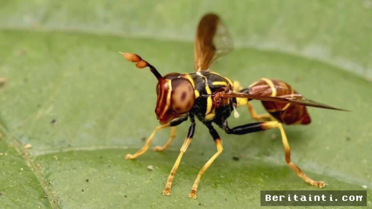 Foto Amatir iNaturalist Ungkap Spesies Lalat Melayang Baru