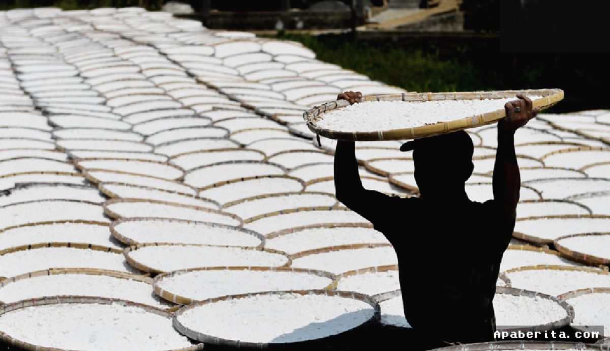 Produksi Tepung Tapioka di Sumedang Melonjak Signifikan Selama Musim Kemarau