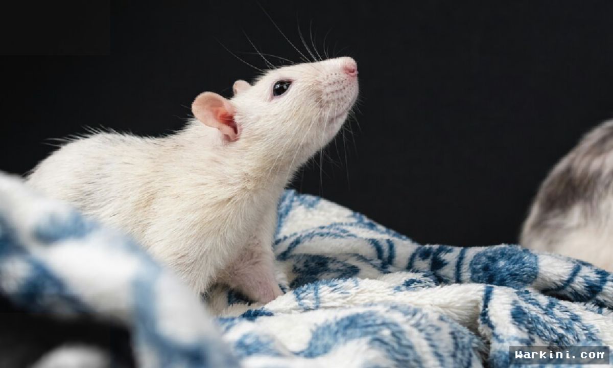 Restoran di Hong Kong Dituntut Usai Pelanggan Temukan Bayi Tikus Hidup
