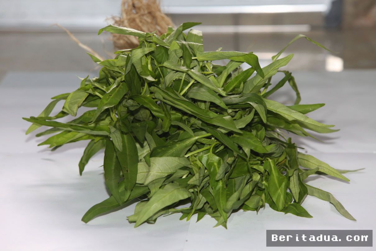 JAKARTA — Kangkung Menyimpan Segudang Manfaat Kesehatan yang Jarang Disadari
