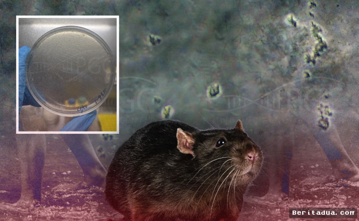 MANILA — Peneliti Temukan Bakteri Mematikan Leptospirosis di Estero de Paco