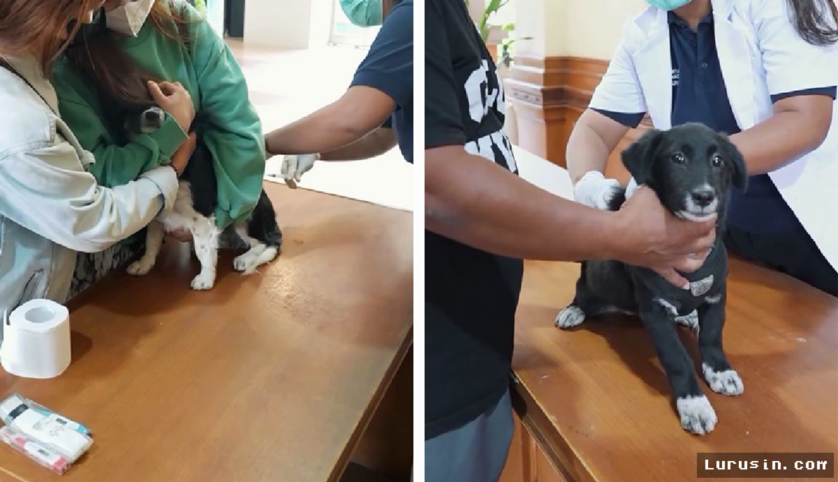 Badung — Pemkab Pacu Vaksinasi Massal Usai Temukan 33 Kasus Rabies