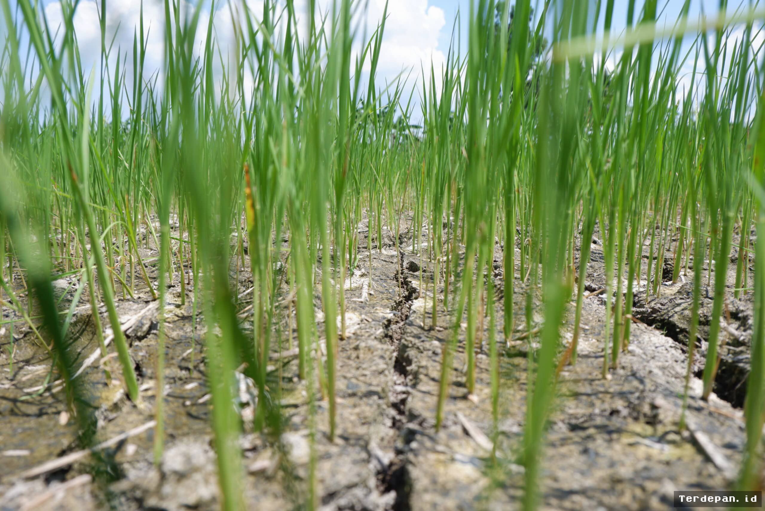 Filipina Tingkatkan Kesiapsiagaan Hadapi Ancaman El Niño Sangat Kuat