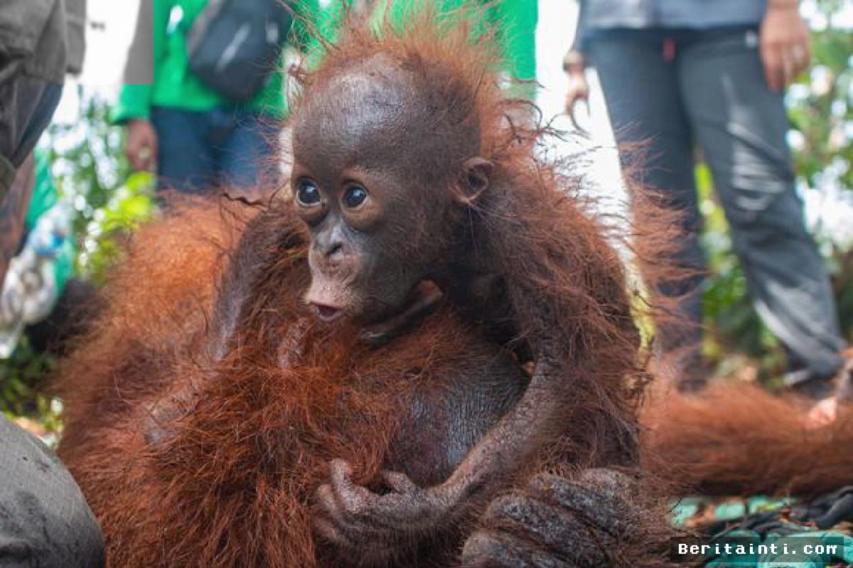 JAKARTA — Kemenhut Usut Repatriasi Lima Bayi Orangutan Selundupan di India