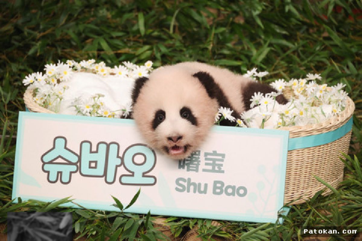 Korsel — Bayi Panda Everland Resmi Diberi Nama Shu Bao