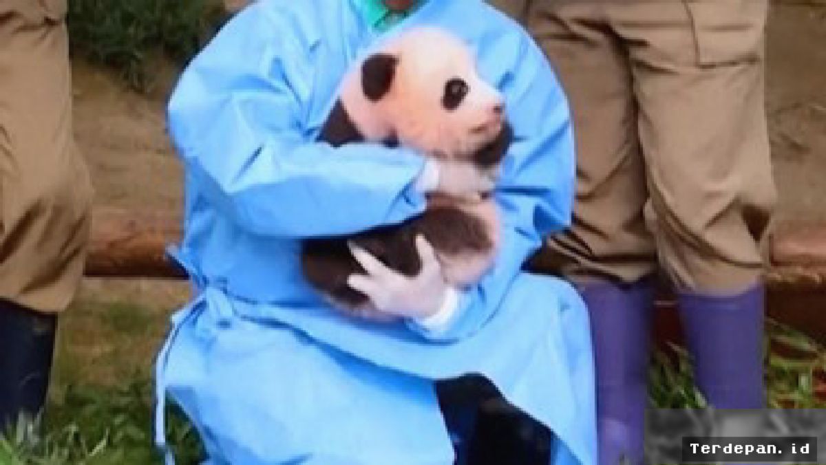 Korsel Rayakan 100 Hari Kelahiran Bayi Panda Raksasa Shu Bao