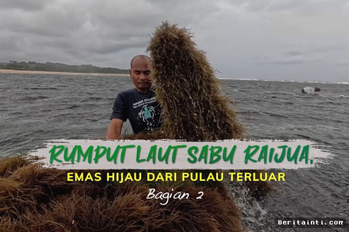 Sabu Raijua — Budidaya Rumput Laut Dipacu Jadi Penggerak Ekonomi Pesisir