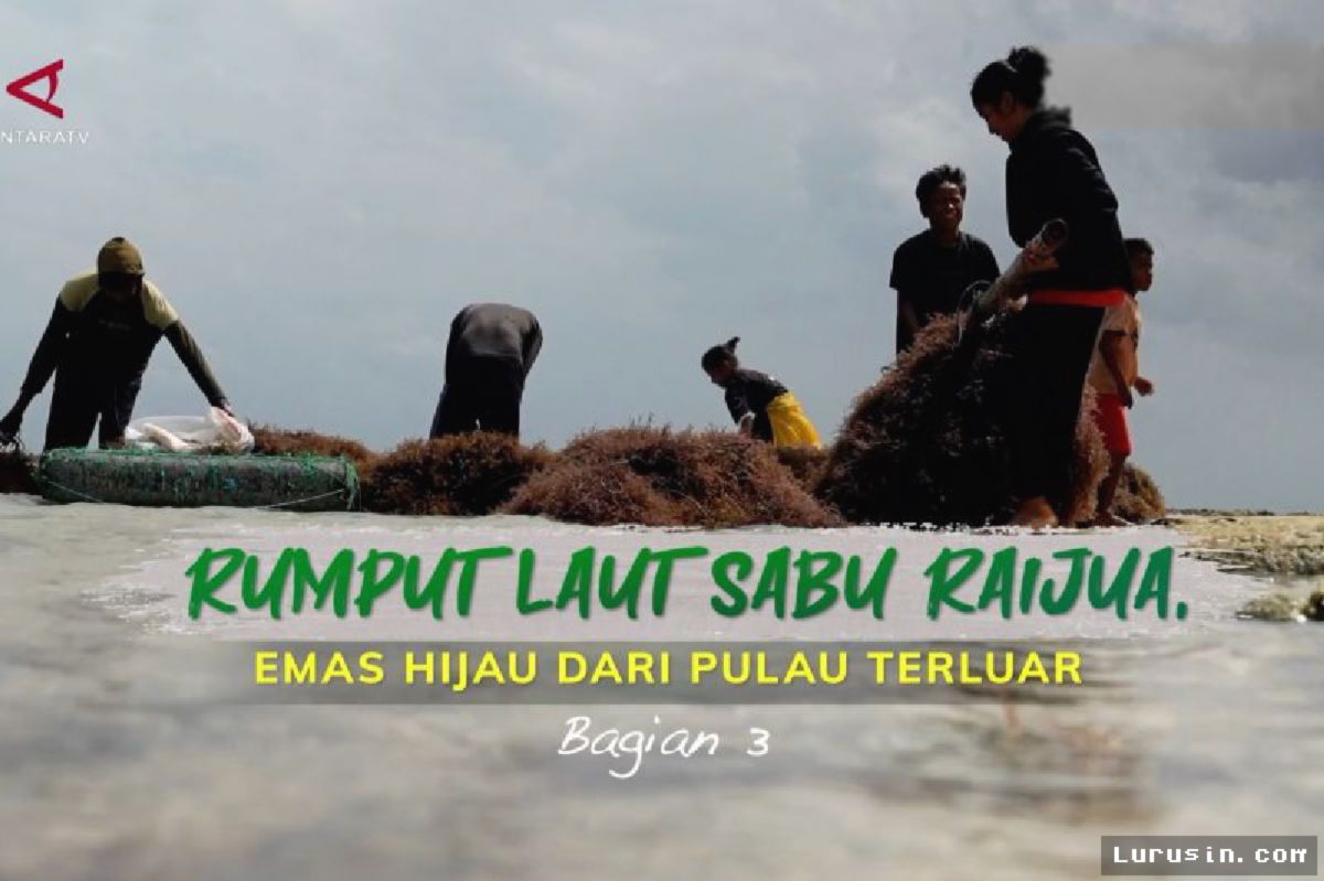 KKP Dorong Rumput Laut Sabu Raijua Jadi Komoditas Ekspor Unggulan