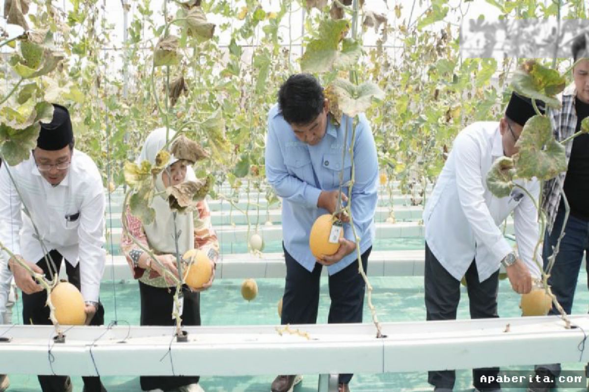Ponpes Nurmadu Kulon Progo Panen Raya Melon Berbasis Wakaf Produktif