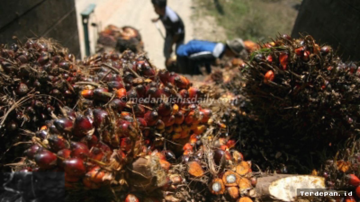 Harga TBS Sawit Sumut Menguat, Madina Tembus Rp3.500 per Kilogram