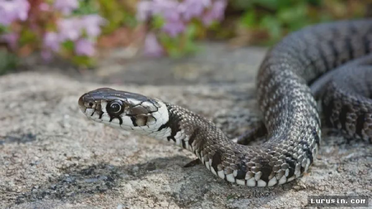 Ahli Herpetologi Ungkap Celah Rumah yang Sering Jadi Sarang Ular