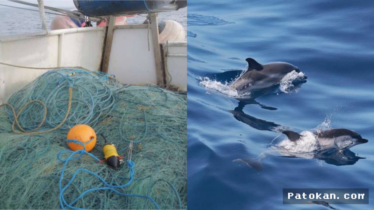 Sensor Bawah Laut Rekam Sinyal Bahaya Langka Pesut di Cornwall