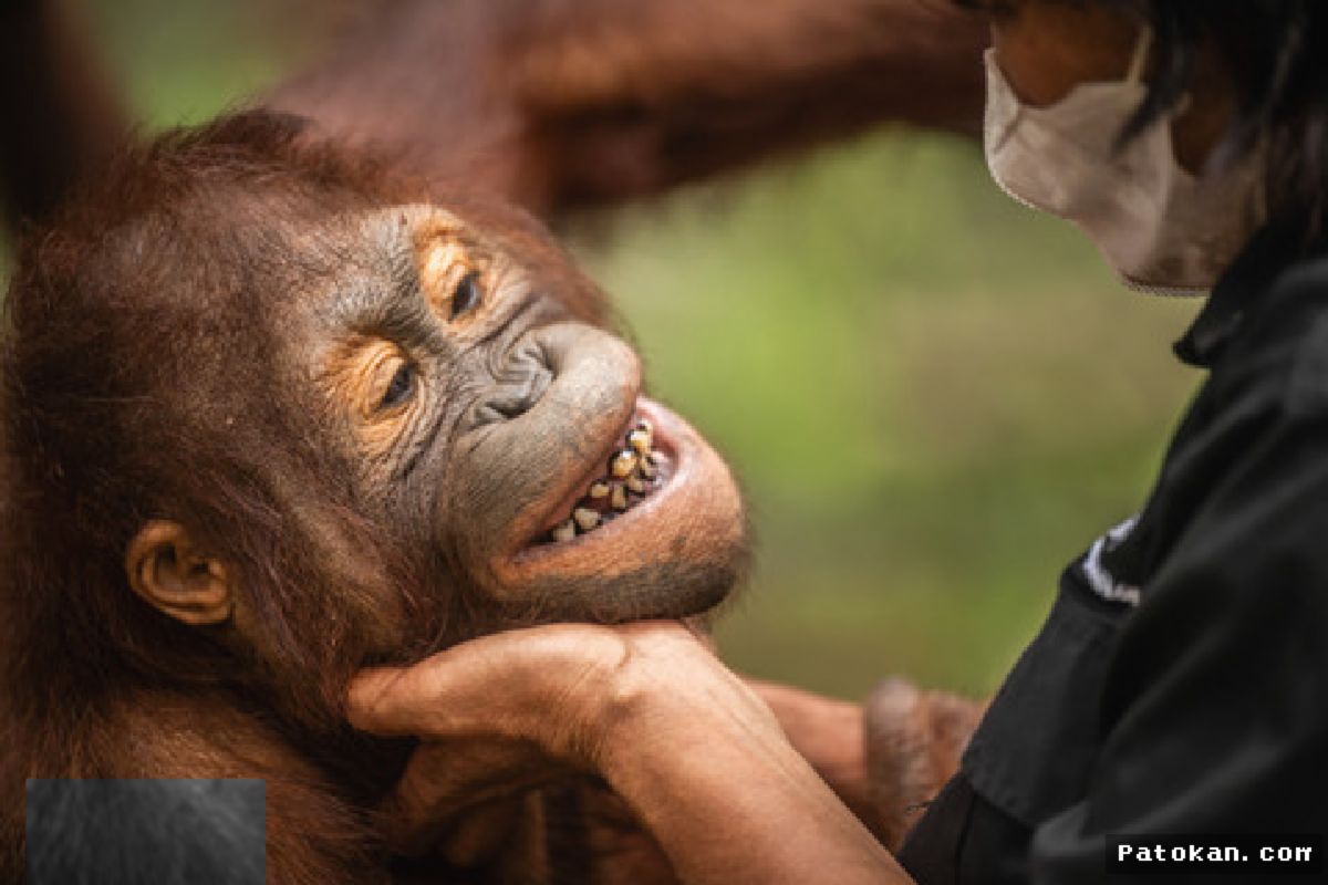 Palangka Raya — Konservator Perketat Nutrisi Orang Utan Terdampak Kabut Asap