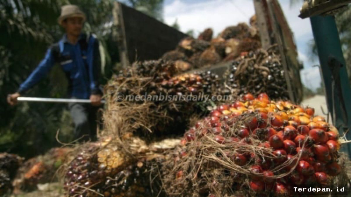 Harga TBS Kelapa Sawit di Sumut Turun Menjadi Rp3.400 per Kilogram