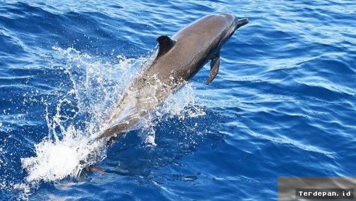 Lumba-lumba Australia Kejar Ikan Hingga Muntah Lalu Santap Sisa Makanannya