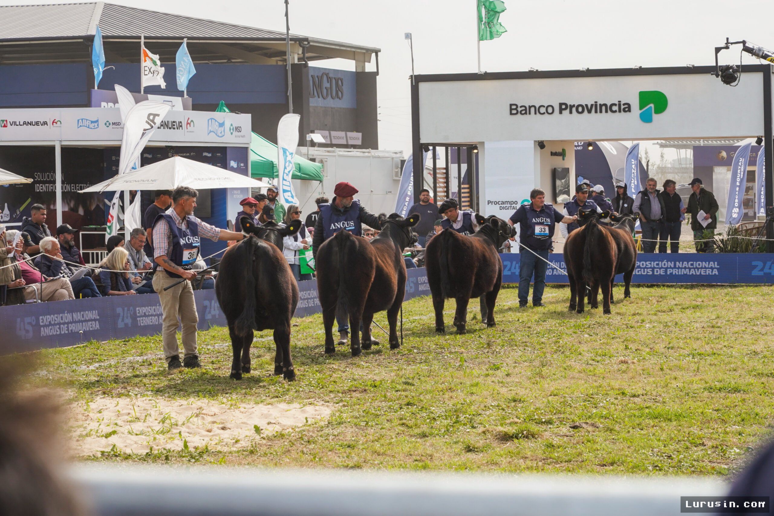 Cañuelas — Lelang Sapi Angus Argentina Hadirkan 60 Ribu Ekor