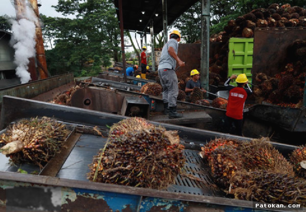 JAKARTA — Harga CPO dan Batu Bara Melemah Tertekan Sentimen Pasar