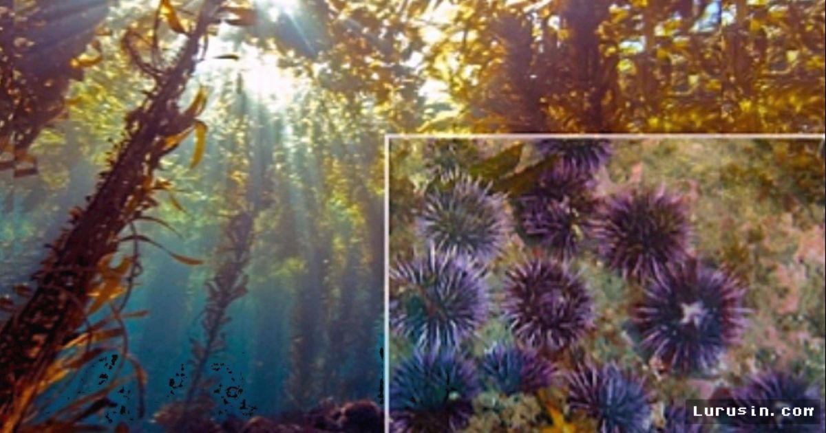 KALIFORNIA — Pemusnahan Jutaan Bulu Babi Berhasil Pulihkan Hutan Kelp