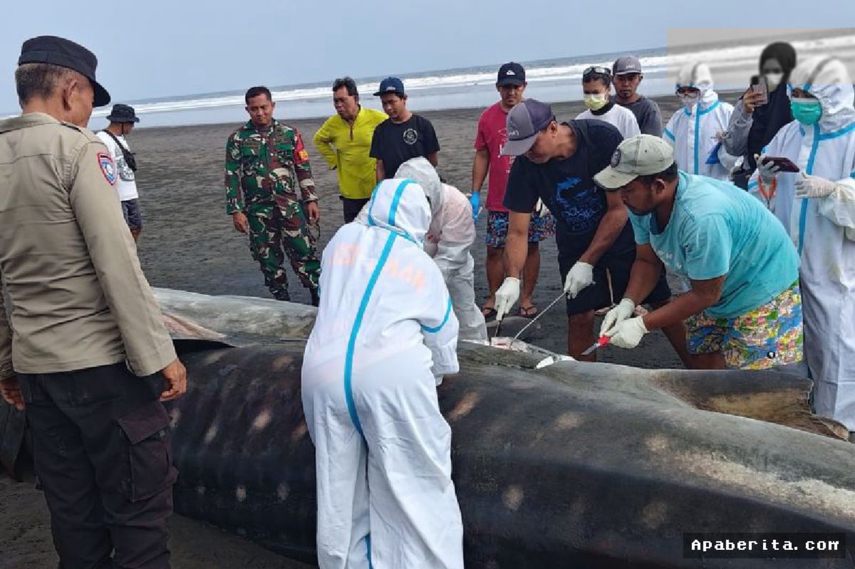 Jembrana — Bangkai Hiu Paus Terdampar Akhirnya Dikubur di Pantai