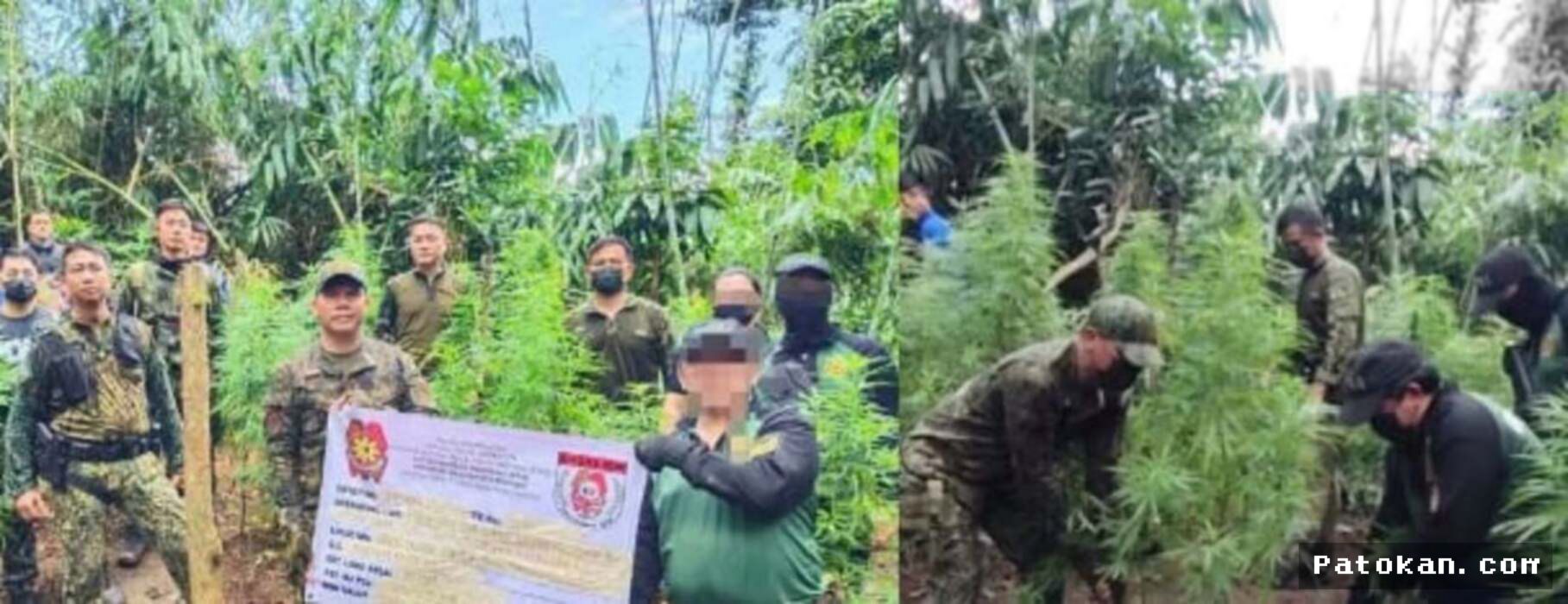Polisi Filipina Musnahkan Ribuan Pohon Ganja di Ilocos Sur