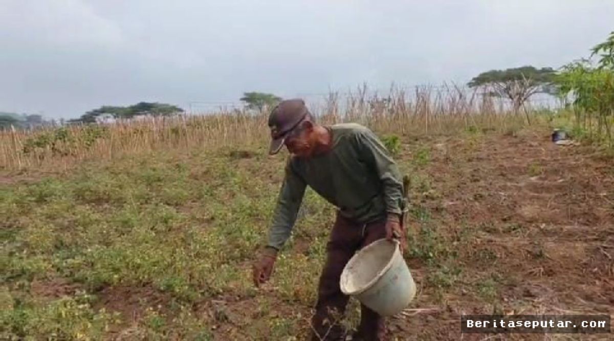 Kemarau Panjang Landa Lampung, Petani Sayur Kemiling Merugi Akibat Panen Anjlok