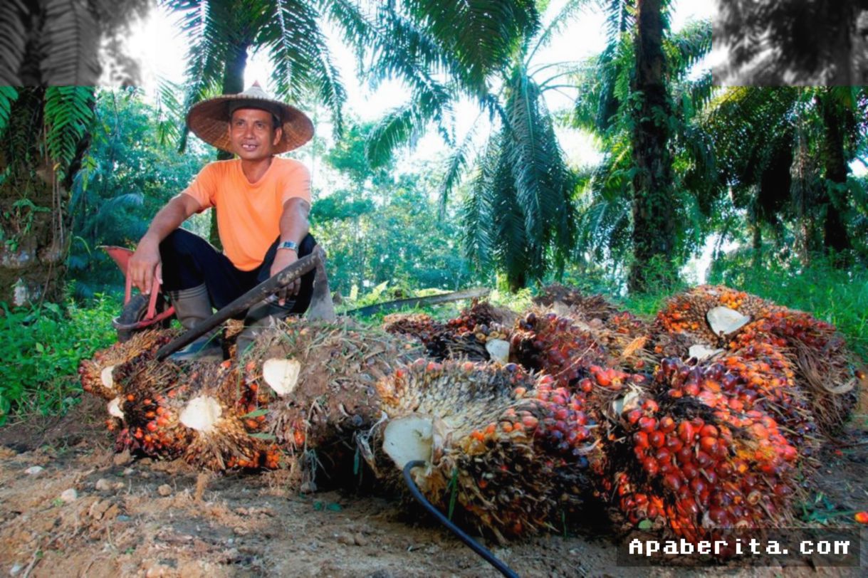 PalmCo Perkuat Program PSR Demi Amankan Pasokan Sawit untuk Mandat B50