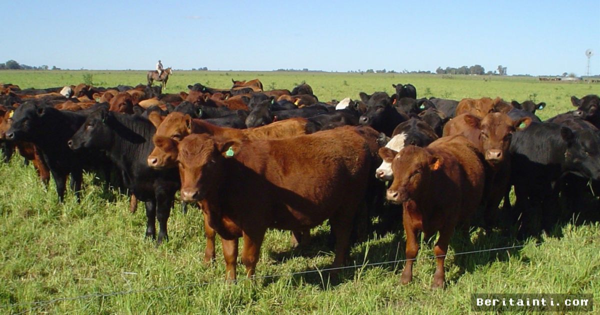 Industri Peternakan Masuki Siklus Baru, Pemotongan Sapi Betina Turun Drastis