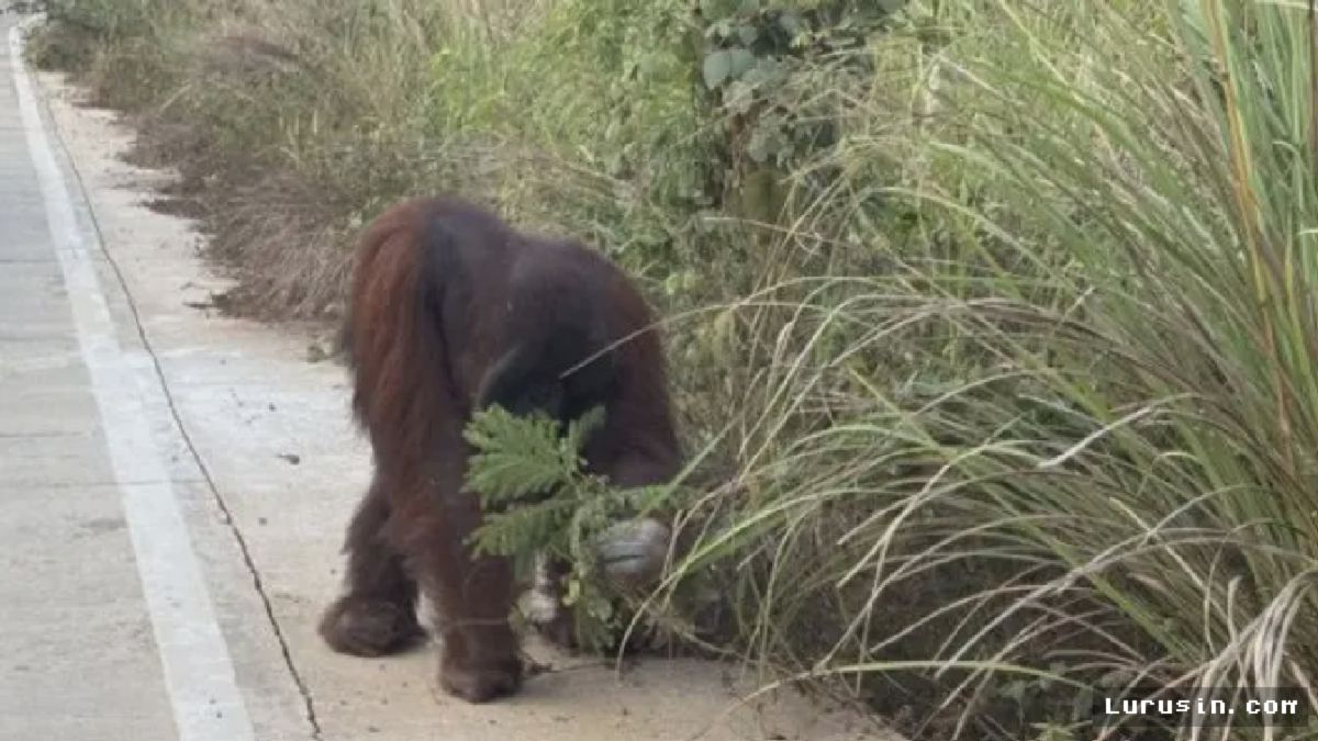 Orangutan Masuk Jalan Poros Sangatta, Habitat Kalimantan Kian Terancam